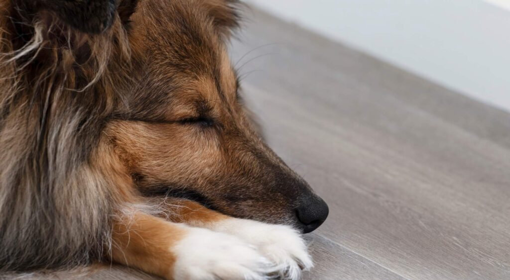 best flooring for pets